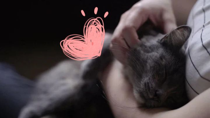 Descubre el tiempo que demora un gato en querer a una persona