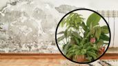 Foto ilustrativa de la nota titulada Las plantas de interior ‘mágicas’ que te ayudan a proteger tu hogar del moho y la humedad