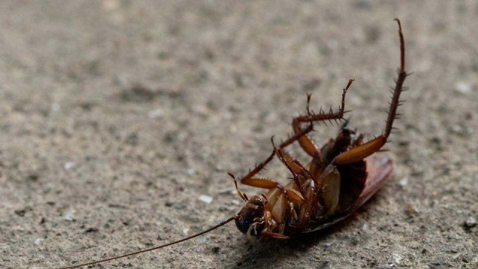 Aleja las cucarachas de tu hogar con esta poderos mezcla fácil de preparar.