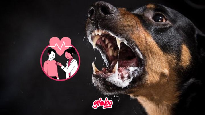 Día mundial contra la rabia, ¿Qué es y como tratar la enfermedad?