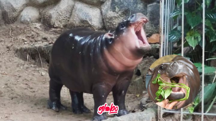 Conoce a Moo Deng la hipopótamo enano que conquista las redes sociales