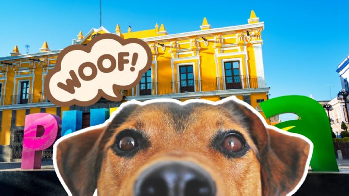 ‘Perrito más Chismoso de Puebla’, así puedes conocer a la mascota VIRAL de TikTok
