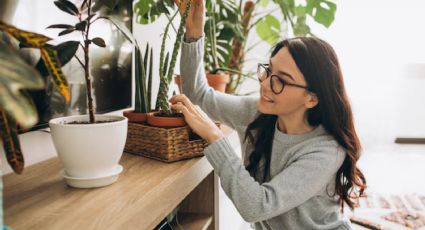 Solo con una planta de interior, olvida la humedad en tu hogar