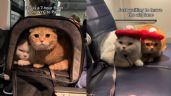 Foto ilustrativa de la nota titulada: (VIDEO) Los gatitos son los mejores pasajeros de un avión y te harán 'estallar de ternura'