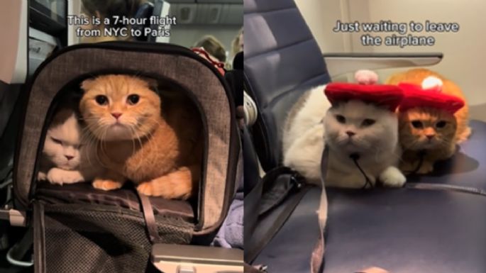 (VIDEO) Los gatitos son los mejores pasajeros de un avión y te harán 'estallar de ternura'