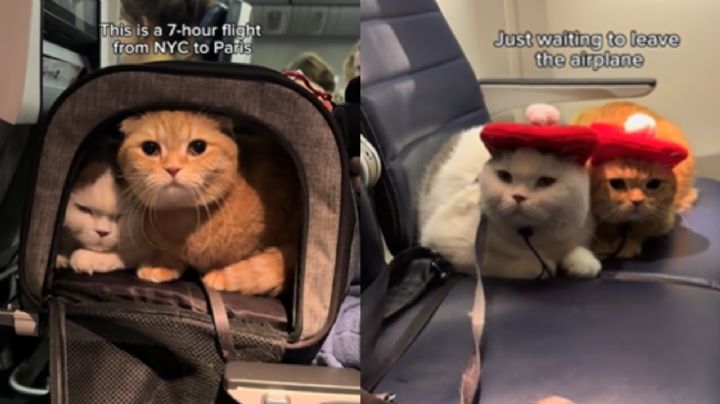 (VIDEO) Los gatitos son los mejores pasajeros de un avión y te harán 'estallar de ternura'