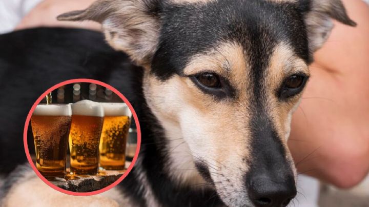 ¿Quién es la mujer que le dio de beber una cerveza a un perro?