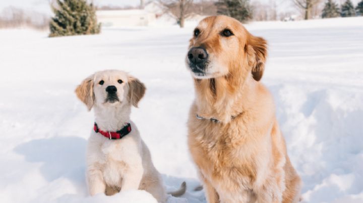 ¿Cuáles son las razas de perro más recomendadas para adultos mayores?