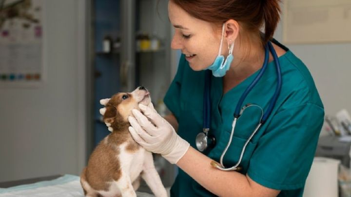 ¿Cómo evitar que tu perro le tenga miedo al veterinario?