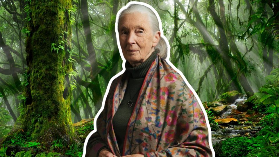 Muere Jane Goodall.