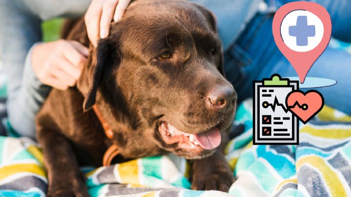 Golpe de calor en perros y gatos: Síntomas, tratamiento y qué hacer para salvar su vida