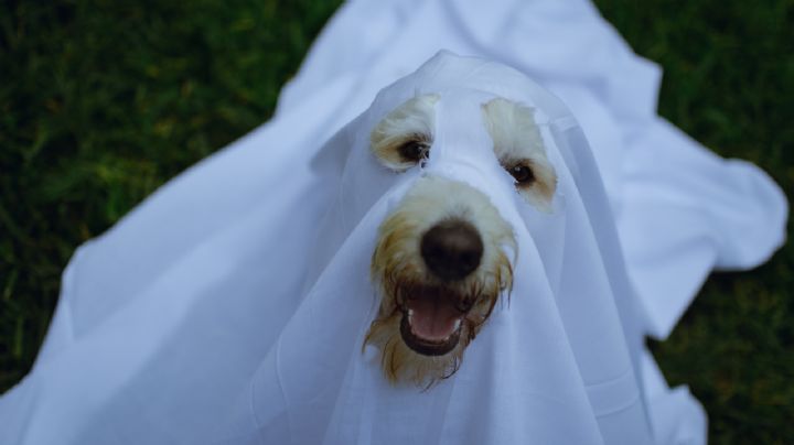 ¿Vas a disfrazar a tu perro o gato este Halloween? Consejos para no incomodar a tu mascota