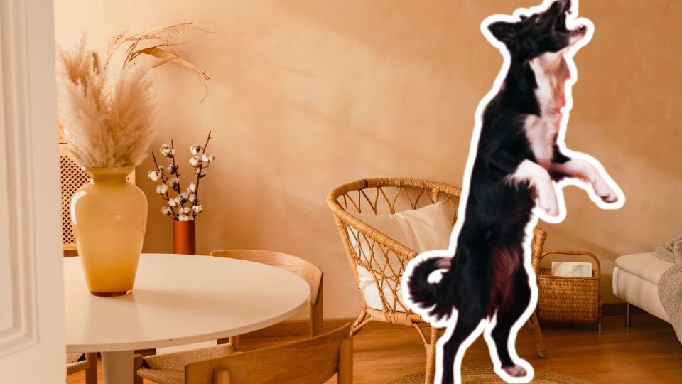 Con dedicación, lograrás que tu perro sea más calmado y tu hogar más apacible