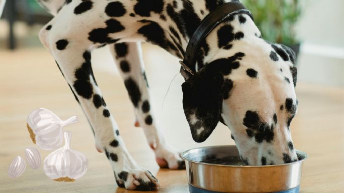 ¿Qué pasa si tu perro o gato come ajo? Riesgos y consecuencias para tu peludito con este alimento