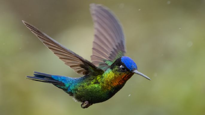 ¿Qué significa que se te acerque un colibrí? Conoce la explicación espiritual y científica