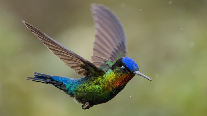 ¿Qué significa que se te acerque un colibrí? Conoce la explicación espiritual y científica