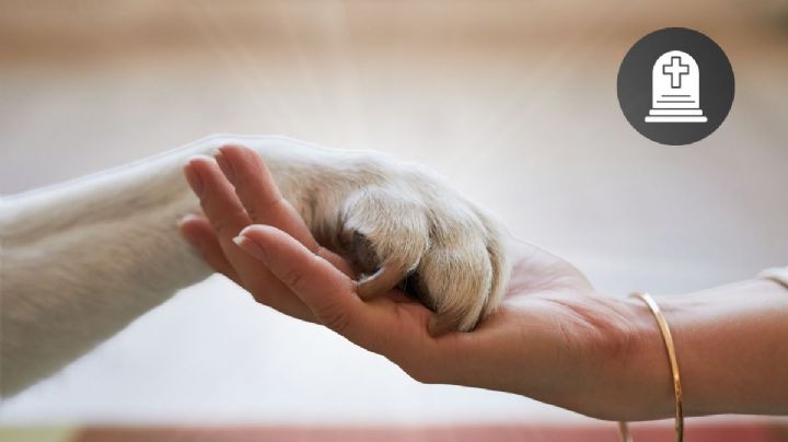 ¿Es normal que sientas la muerte de una mascota como la de un familiar o amigo?