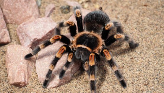 ¿Es peligroso tener una tarántula como mascota? Conoce qué comen y cómo tenerla en casa