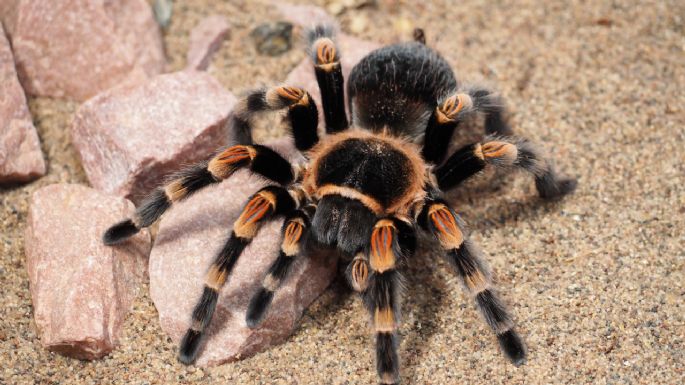 ¿Es peligroso tener una tarántula como mascota? Conoce qué comen y cómo tenerla en casa