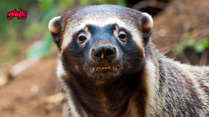 ¿Qué son los Tejones de Miel y es legal tenerlos como mascotas?