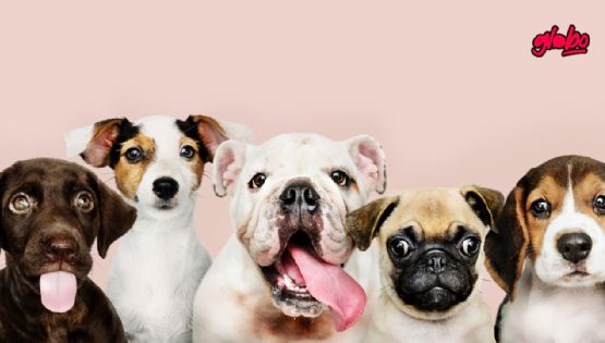 ¿Tus perros se pelean? Esto debes hacer para que tus lomitos se lleven bien