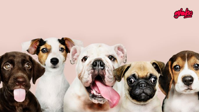 ¿Tus perros se pelean? Esto debes hacer para que tus lomitos se lleven bien