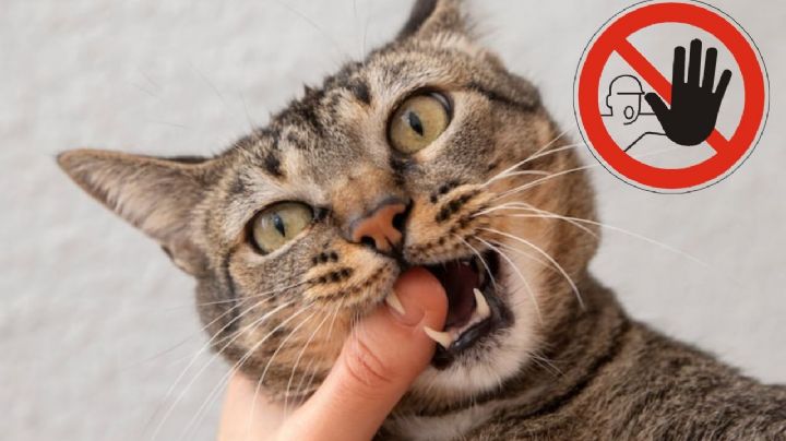 ¿Qué hacer si te muerde o araña un gato de la calle? Conoce si es peligroso y el tratamiento