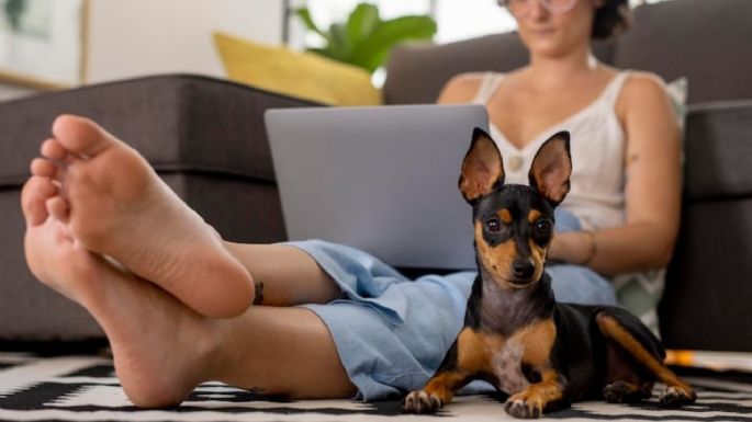 ¿Por qué tu perro te lame los pies? Esta es la razón de ese comportamiento