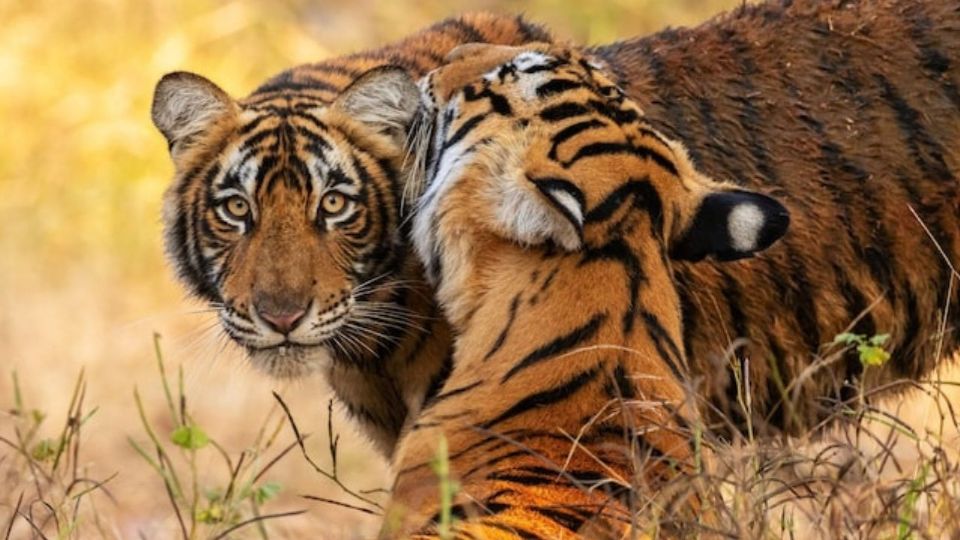 A solo minutos de Tecámac, Reino Animal combina entretenimiento y educación.