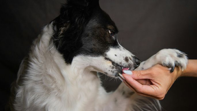 ¿Es bueno o malo tratar a los animales como personas? Los riesgos de la humanización de mascotas