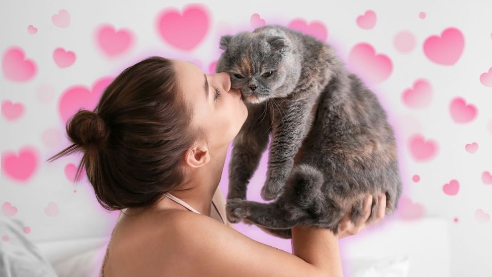 ¿Quieres saber si tu gato te ve como su mamá? Así puedes averiguarlo