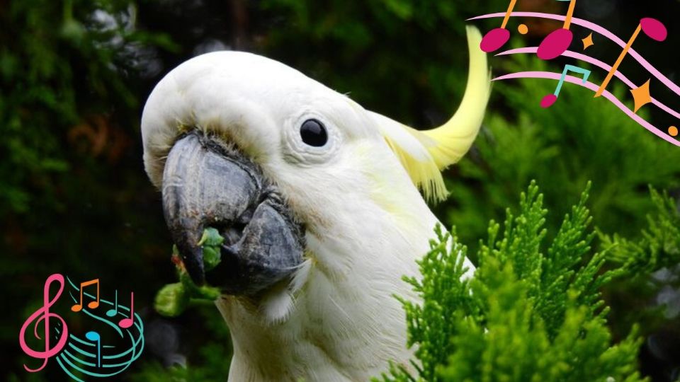 Auggie, el loro que conquista TikTok cantando a Selena.