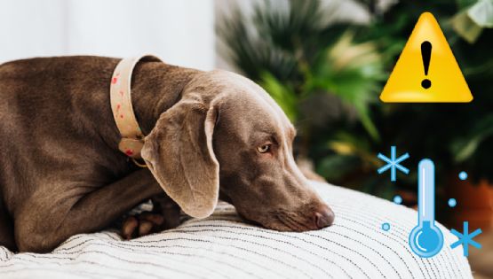 ¿A qué razas de perro sí hay que tapar en invierno? Estos lomitos pasan más frío de lo normal