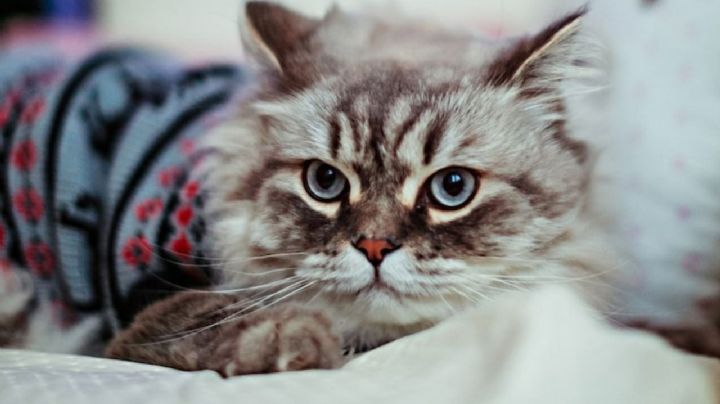 ¿Debo abrigar a mi gato en invierno? Así puedes saber si tu michi tiene frío y si debes taparlo