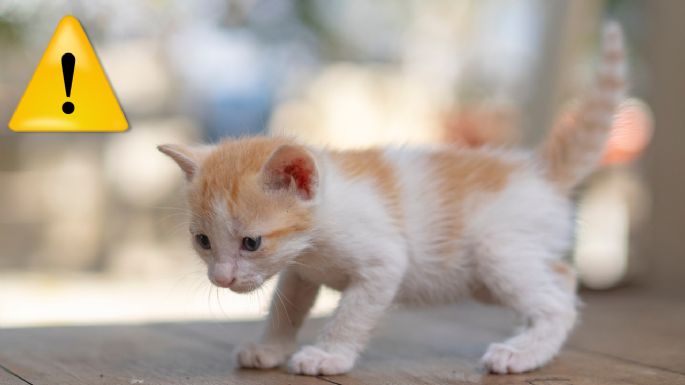 ¿Cómo diferenciar los maullidos de un gato? Esto significan los sonidos de tu michi