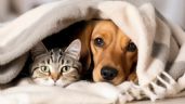 Foto ilustrativa de la nota titulada: ¿Los perros y gatos sienten frío como los humanos en invierno? Conoce por qué los afecta diferente