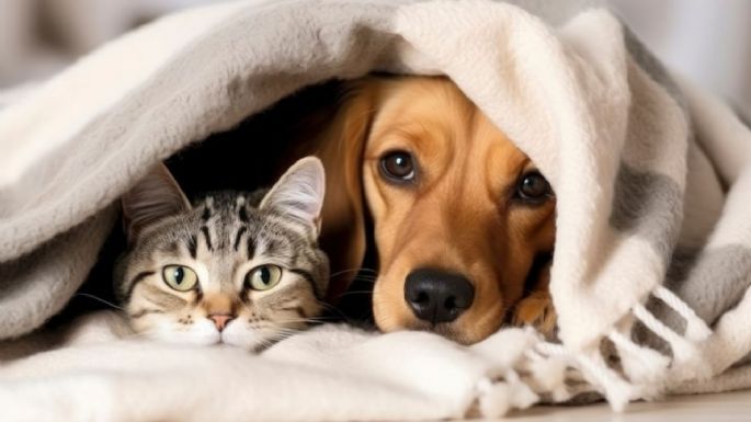 ¿Los perros y gatos sienten frío como los humanos en invierno? Conoce por qué los afecta diferente