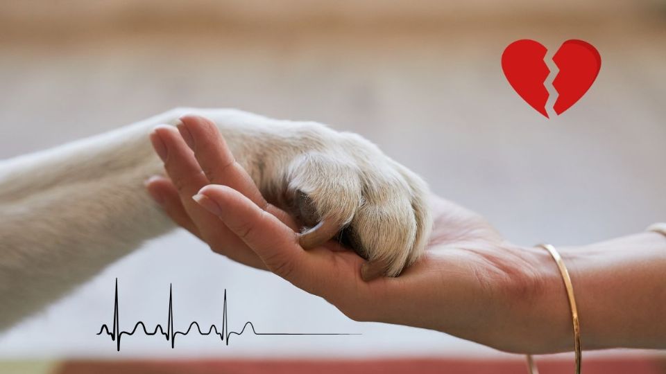 8 de los síntomas más comunes de que un perro se va a morir