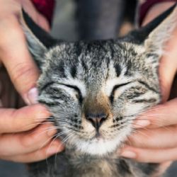 ¿Cómo cuidar de tu gato para que viva más años? Te damos algunos consejos clave