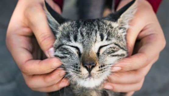 ¿Cómo cuidar de tu gato para que viva más años? Te damos algunos consejos clave