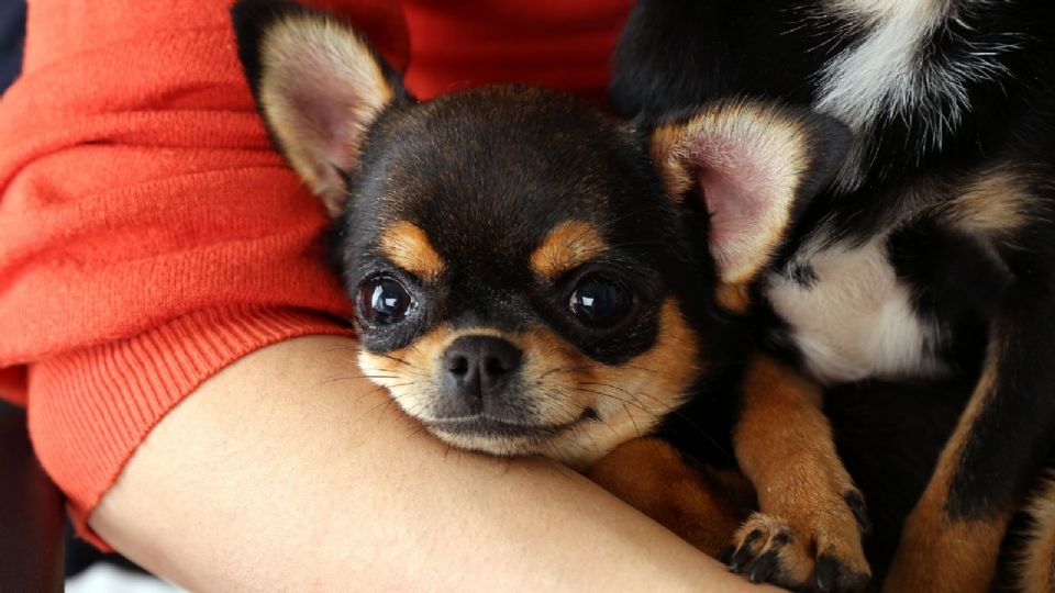 Emotivo video de la perrita de Silvia Pinal, recordando a la diva del cine mexicano.
