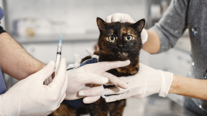 ¿Es seguro que vacunen a tu gato contra rabia y la triple felina el mismo día?