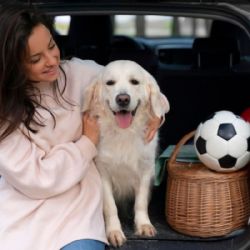 ¿Cómo viajar en auto con tu perro o gato? Consejos para un traslado seguro de tu mascota