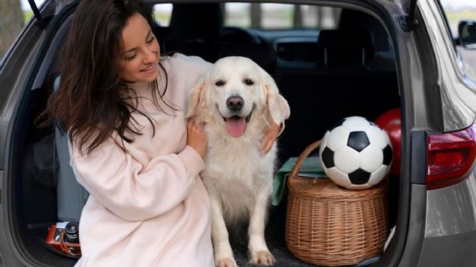 ¿Cómo viajar en auto con tu perro o gato? Consejos para un traslado seguro de tu mascota