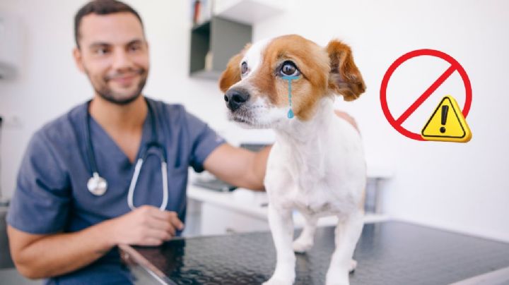 ¿Por qué no hay que cortarle la cola y orejas a los perros? Las consecuencias de esta práctica