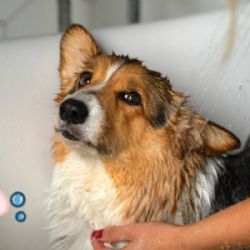 ¿Cómo debo bañar a mi perro en invierno? Consejos para que no se enferme tu lomito