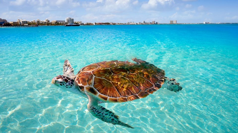 Las playa del Pueblo Mágico de Mazunte, en la costa de Oaxaca, son famosas por ser un santuario para las tortugas marinas.