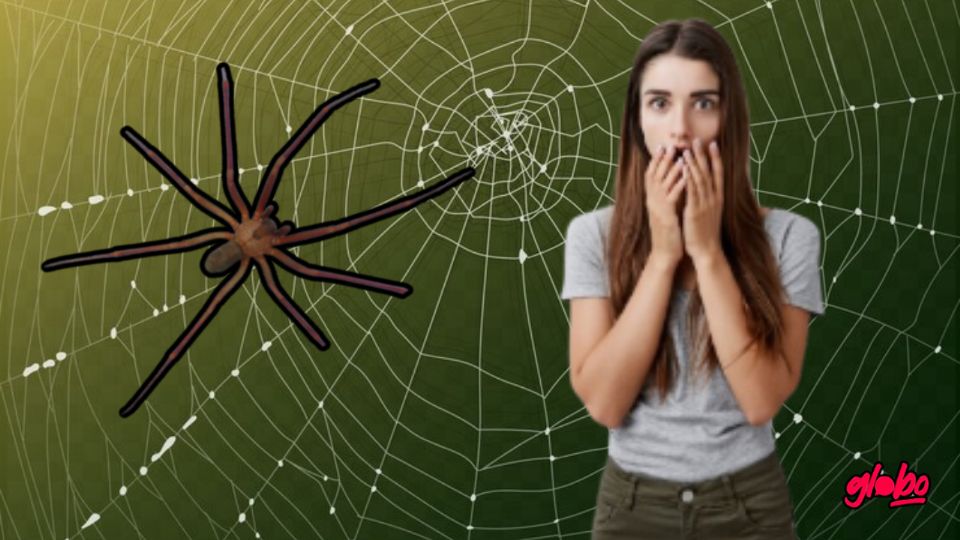 Esto debes hacer para alejar a la araña violinista de tu hogar