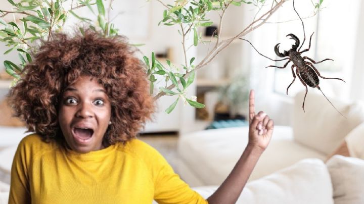 ¿Cómo eliminar los vinagrillos de tu casa?