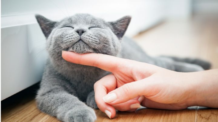 ¿Los Gatos pueden ser educados como los perros? Te decimos cómo hacerlo sin fracasar en el intento